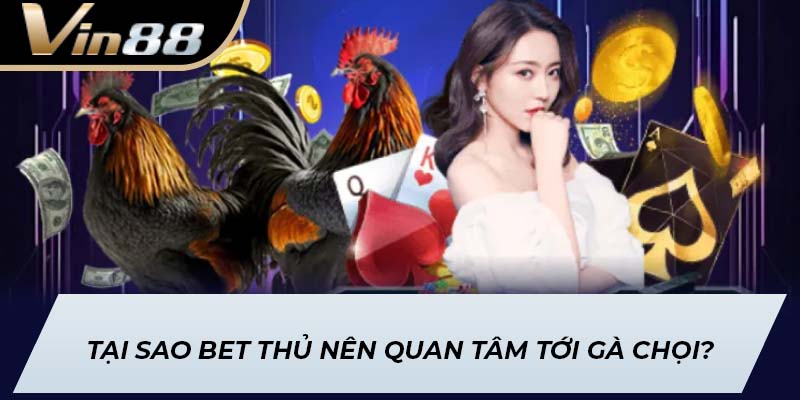 Tại sao bet thủ nên quan tâm tới gà chọi?