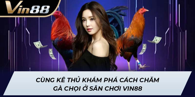 Cách Chăm Gà Chọi
